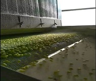 食品網(wǎng)帶 食品網(wǎng)帶